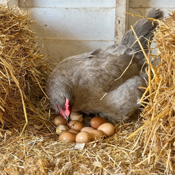 Meet your Posher, Liz - Picture 1 of 1